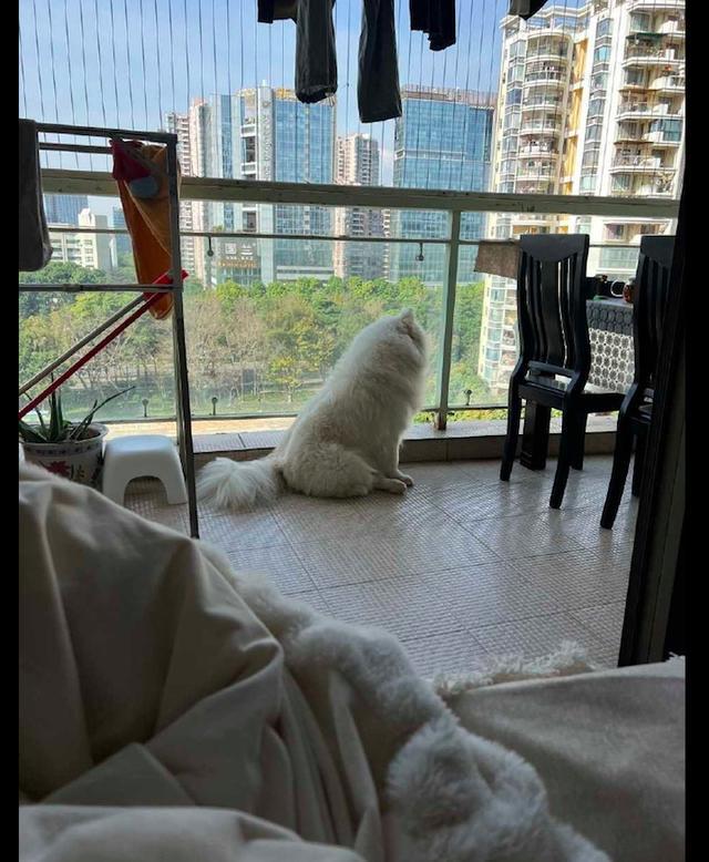 在家出不了门，狗狗整天待在阳台上往外看，这背影有点心疼 