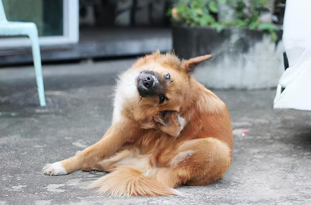 狗狗的这些奇怪行为,你知道多少