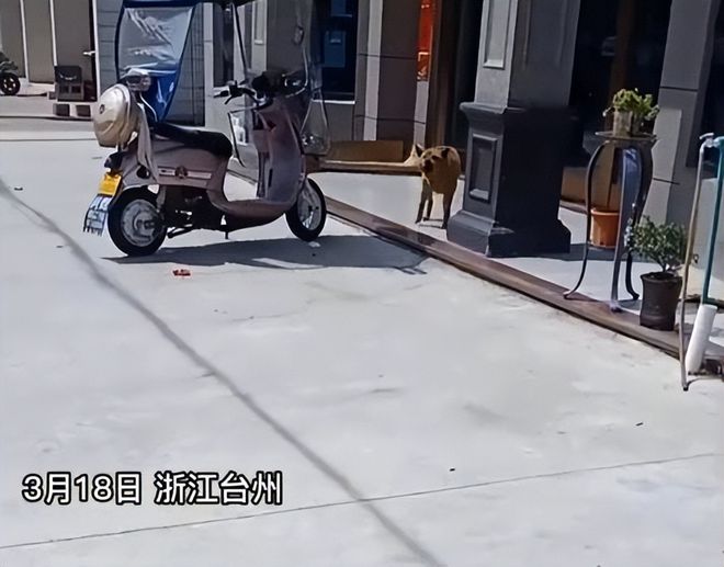 狗狗对兽医狂吠三年，只因曾经兽医将它睾丸切除 