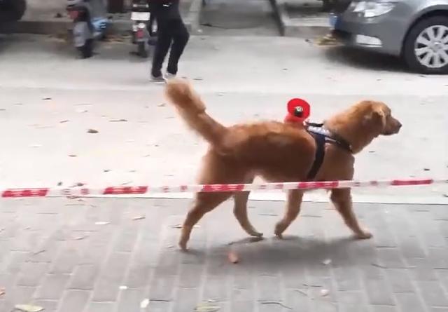 广东一街头出现“志愿者狗狗”，身上背着扩音器呼叫大家做核酸 
