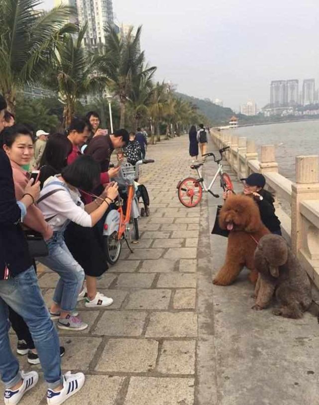 只要带狗狗出门遛弯，总能引来无数路人围观 