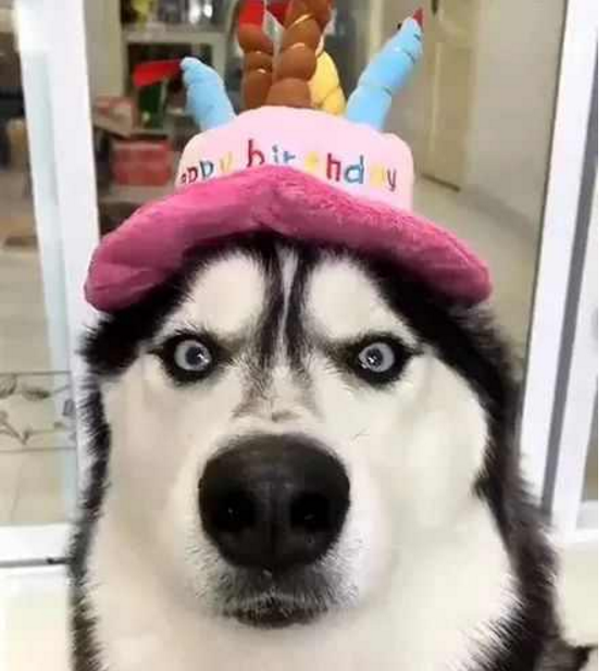 狗狗生日给定制了特别蛋糕，狗狗见到后却被气到 