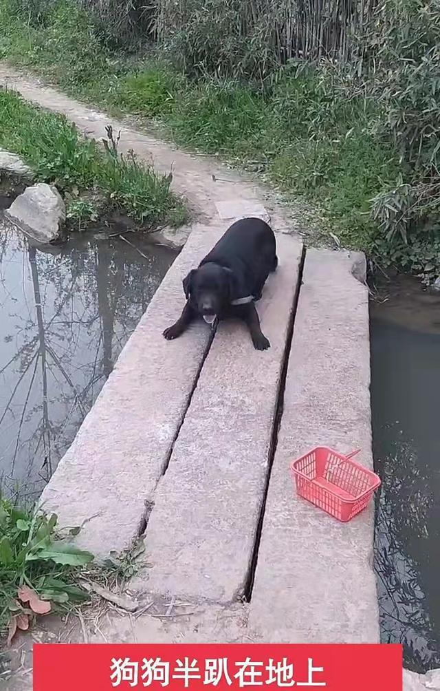 狗狗被卡在桥上进退不得，男子叠声安慰 
