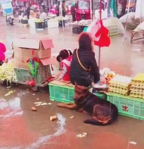 狗狗帮主人守摊，全身被冷雨打湿，依然坚守岗位！ 