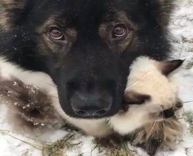 狗狗冲向雪地尽情撒欢，突然遇见了它，狗狗竟然就这样趴着不动了 