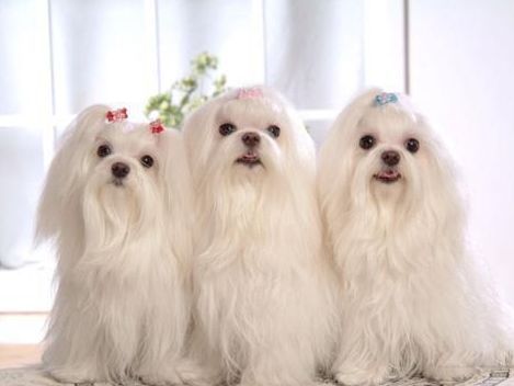 狗狗不幸患上犬细小,不用担心,做到这5点就行了