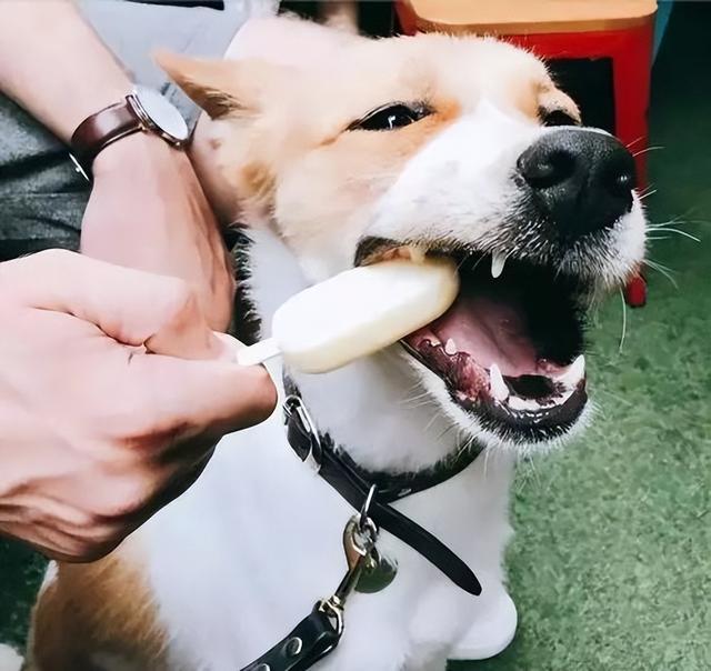 狗狗“不能吃”的几种食物，很多人都喂过 