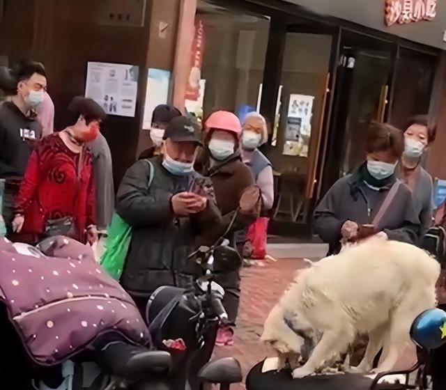 江苏一狗子在超市门口等待主人，狗狗失去耐心后一个举动亮了 