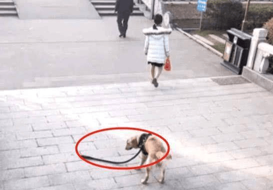 女子遛狗不牵绳，狗狗的反应引路人捧腹大笑，网友这主人太佛系 