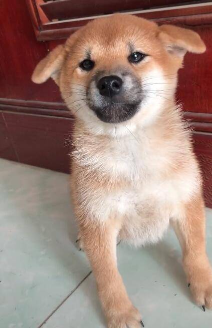 狗狗犯错被抓，主人大声哈哈笑，吓得狗狗浑身发抖 