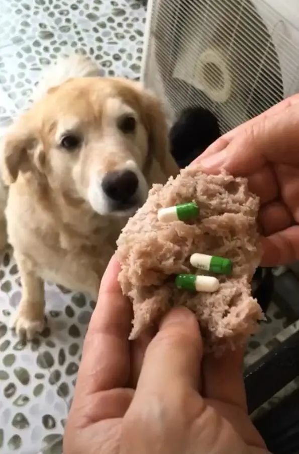 狗狗不喜欢吃药，主人夹在包子里，一口闷下去没发觉！ 