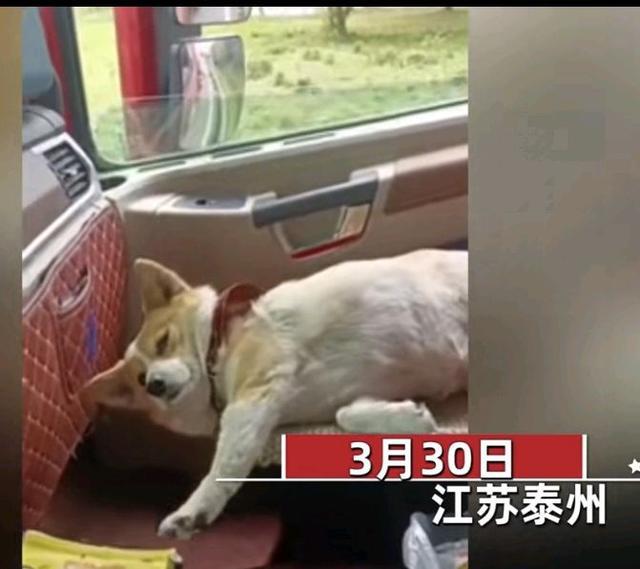 江苏男子因疫情被困高速，狗狗跟着连吃7天泡面，开始怀疑“狗生” 