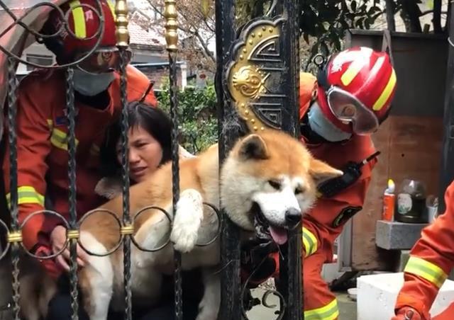 浙江一狗狗被卡在栅栏门里，因为太肥差点导致狗头不保！ 