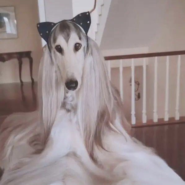 狗狗被打扮成猫精,眼神扑朔迷离,网友:小仙女下凡