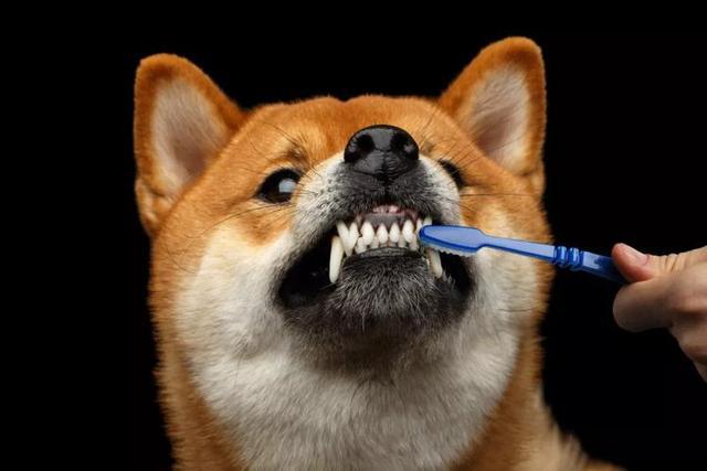 狗狗不爱刷牙？教你超全的口腔护理方法 
