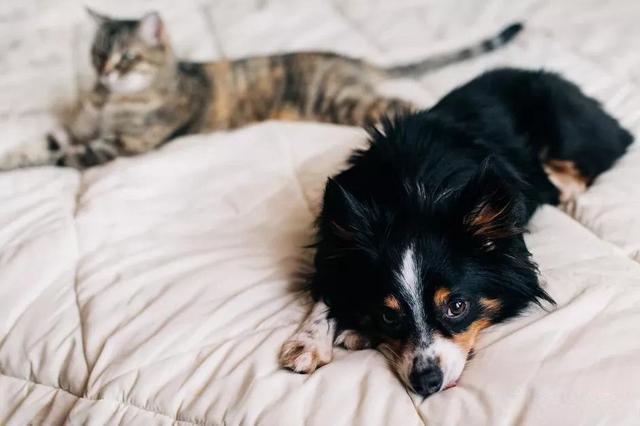 养狗狗比养猫咪好的10个理由 