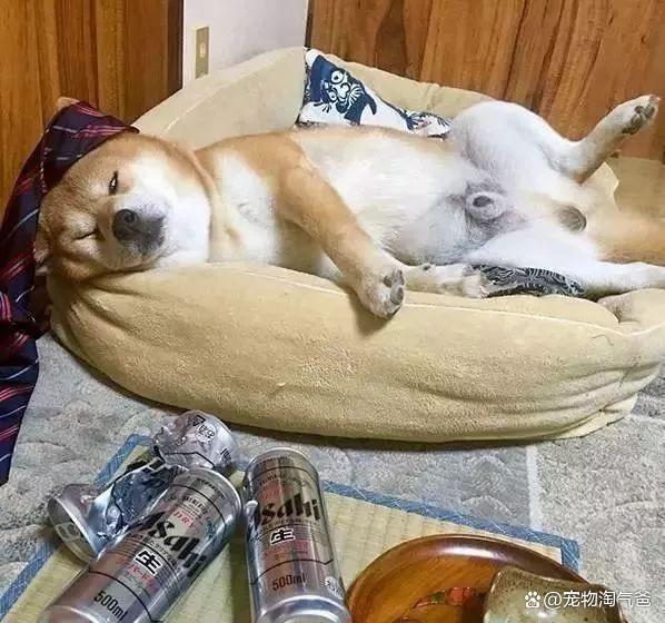 狗狗偷喝酒了怎么办 