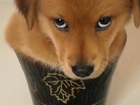 狗狗被塞进花盆，直接翻起白眼，眼神能秒杀主人！ 