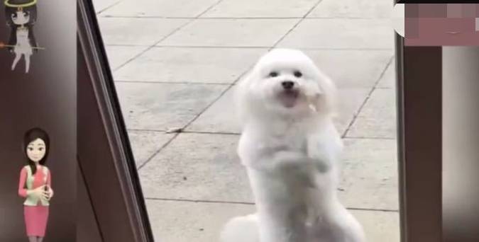 狗狗惹主人生气，被关门外不准进屋，看到狗狗的表现主人被逗笑了 