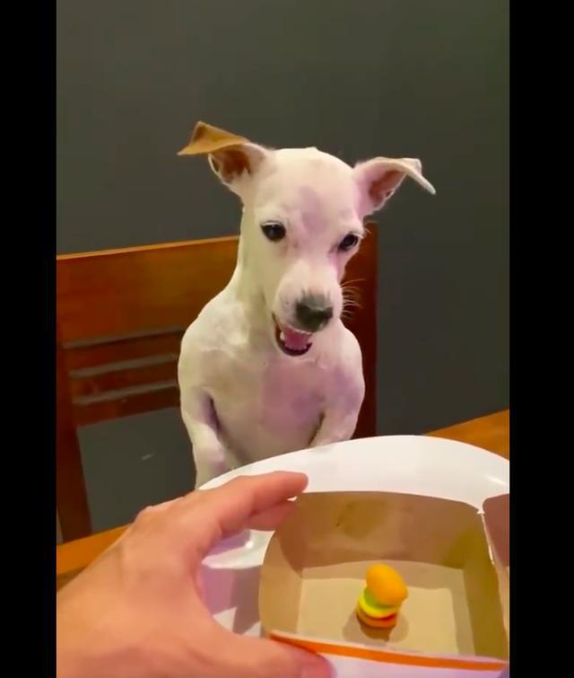 主人给狗狗买一个超小汉堡，它差点都口吐芬芳了：你是真的狗啊 