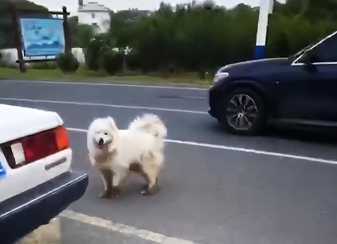 安徽一走失狗狗主动跳上车，向警察叔叔求助 