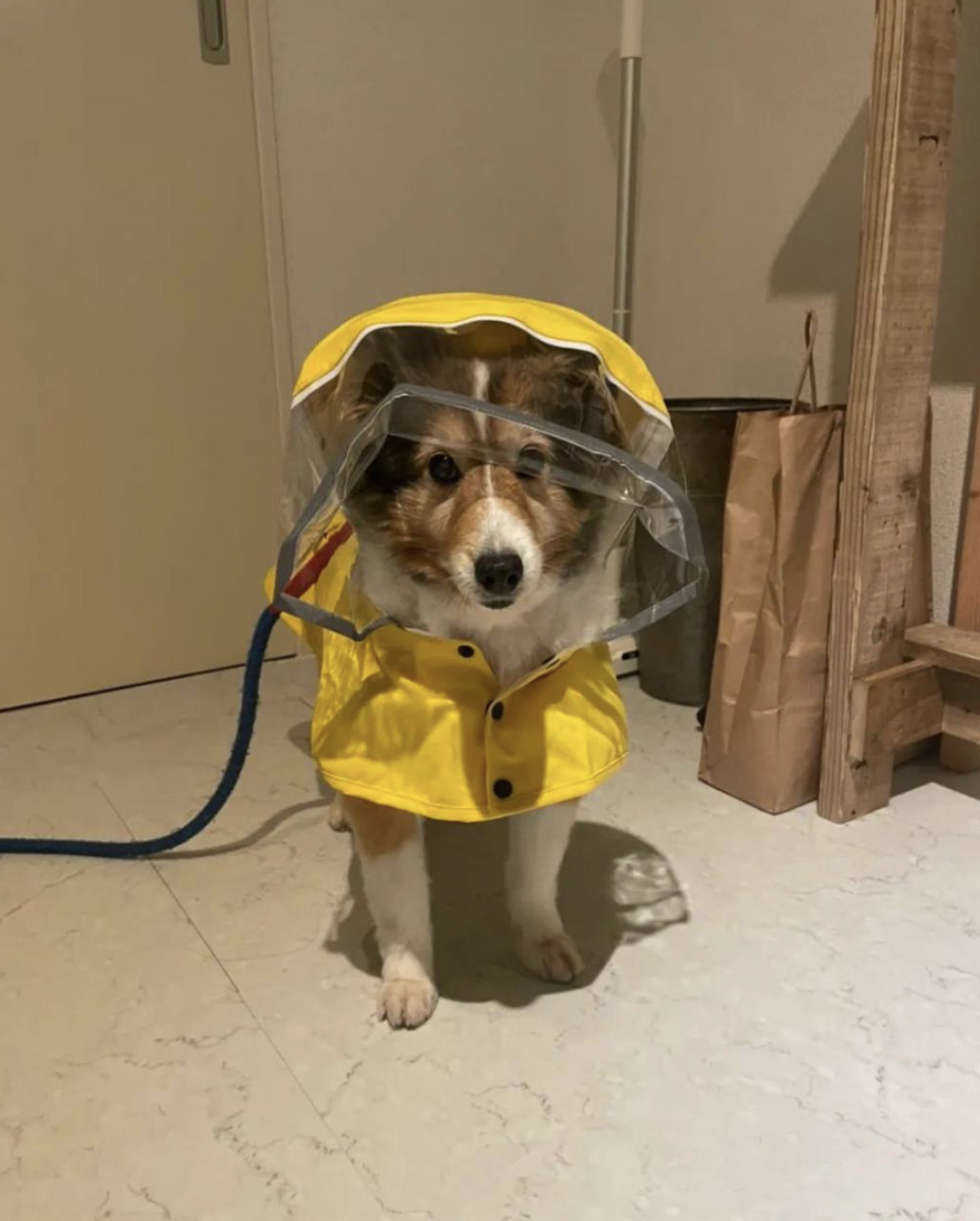 狗狗穿上新雨衣，竟陶醉在镜子前自我欣赏 