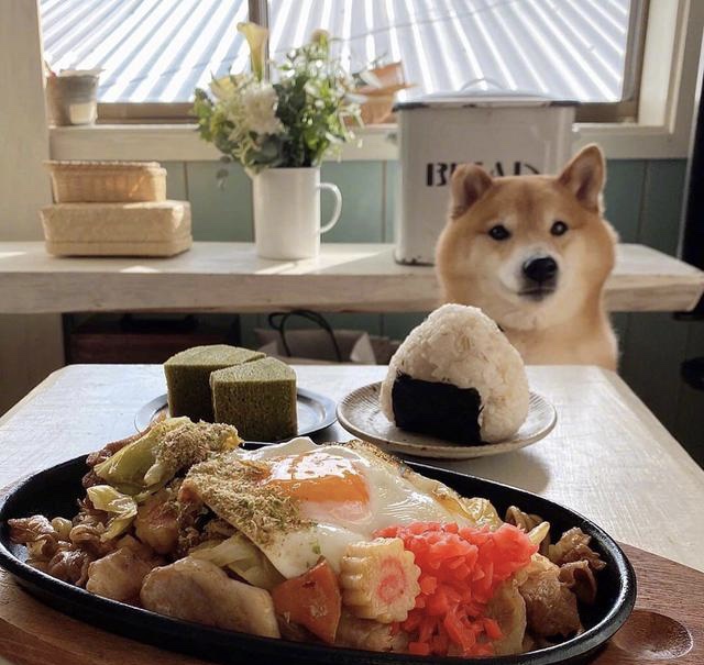 柴犬享用大餐名场面，我竟然开始羡慕一只狗狗了 