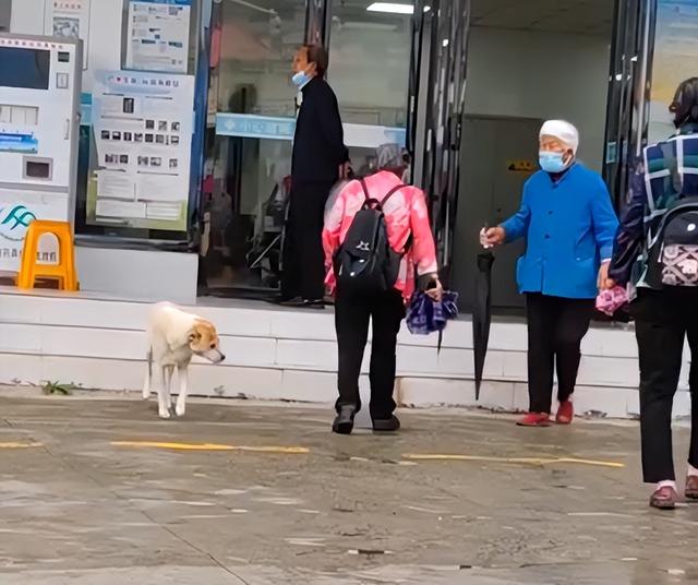 86岁奶奶去医院，狗狗冒雨在外守护数小时 