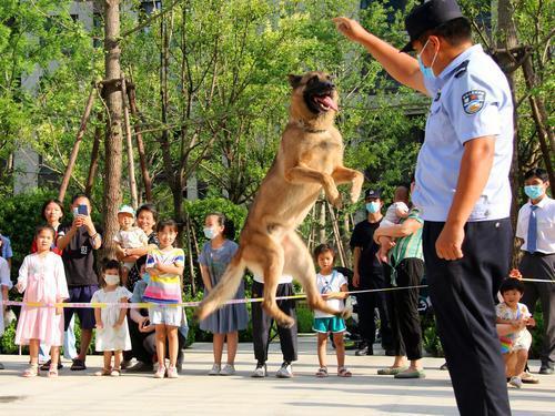 如何让狗狗成为一只有素质的小伙伴？郑州警察手把手教市民养犬 