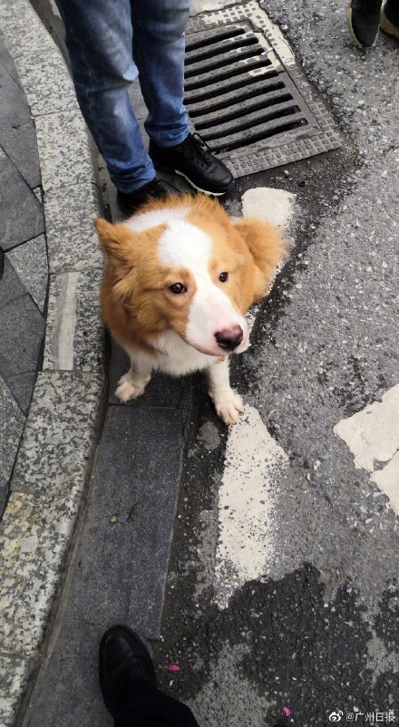 狗狗被训离家出走进广州地铁玩捉迷藏 站长一根火腿肠将它引诱出站 