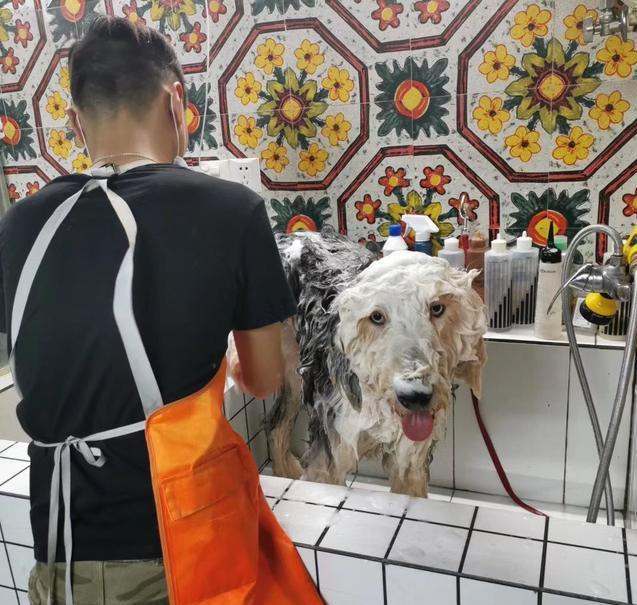 狗狗的体味又重了？“狗味”去除法交给您 