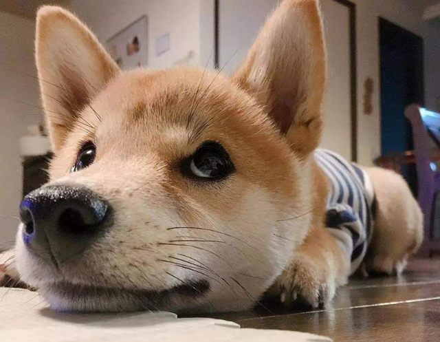 狗狗总盯着你看，是爱你的表现？