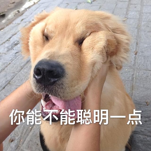 判断狗狗智商的小测试，试过的都说准！ 