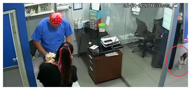 看到狗狗被“欺负”，猫皇二话不说，冲上去对着兽医咬了几口