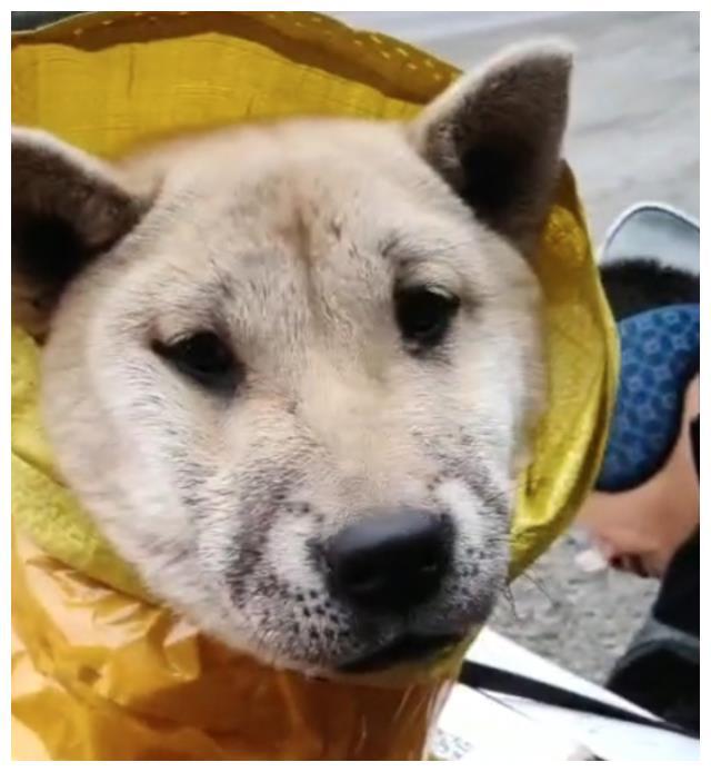打工结束，主人把流浪狗狗绑在摩托车后面
