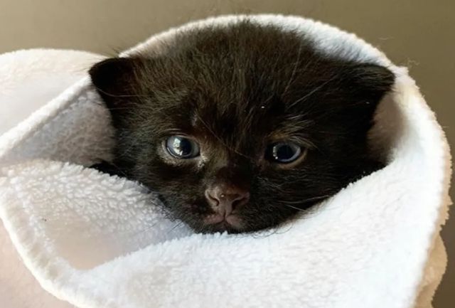 性格凶恶的小猫，因为有了一只狗狗的爱，从此发生改变