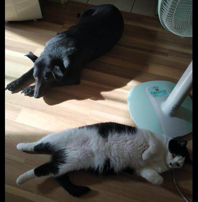 狗狗从小和猫咪一起长大,连生活习性都喵化了