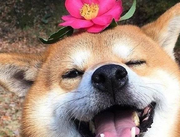  狗狗有口气，口臭怎么办 