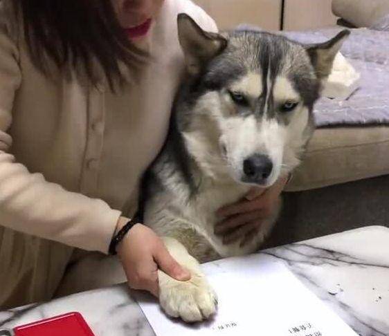 哈士奇要生了，可女主人却非让狗狗签保证书