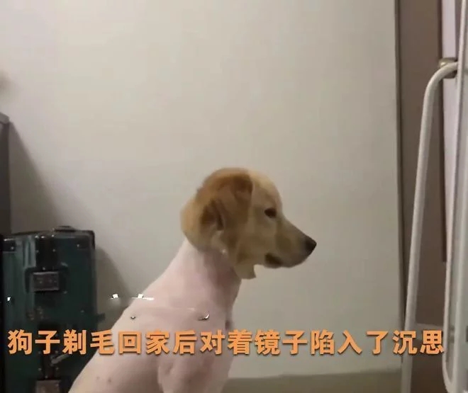 女子带狗狗去宠物店剃毛，回来再看到汪时语塞了：这是自闭了吗？