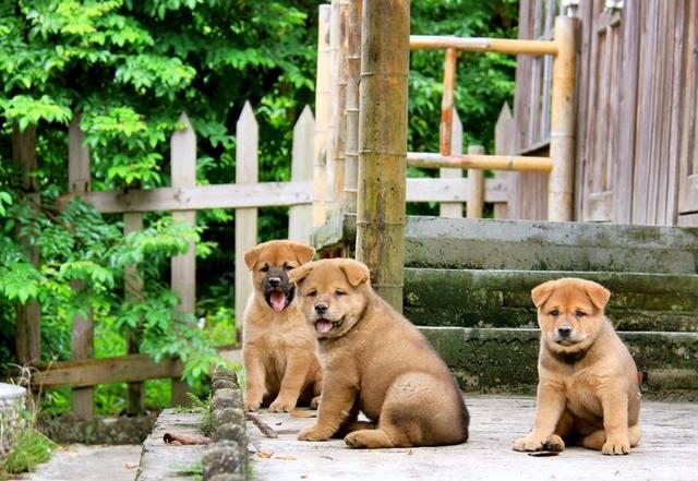 “长寿”狗狗排行榜，金毛犬上榜！ 