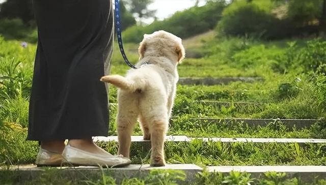 狗狗也会偏心？对真、假主人，区别真的很大 