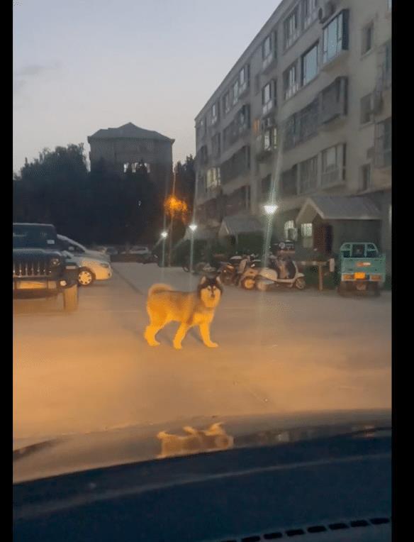 网友要去停车, 狗狗主动跑去找并占着停车位, 养狗千日用狗一时啊 