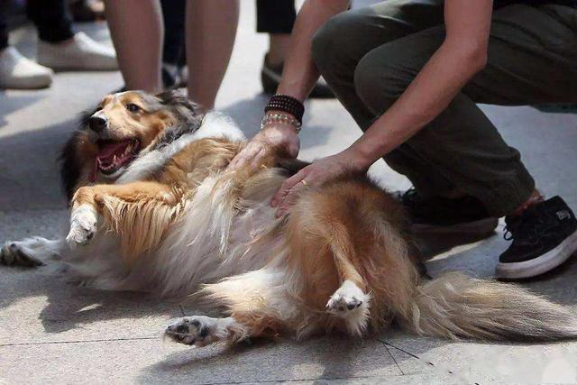 狗狗为啥要对你露肚子?