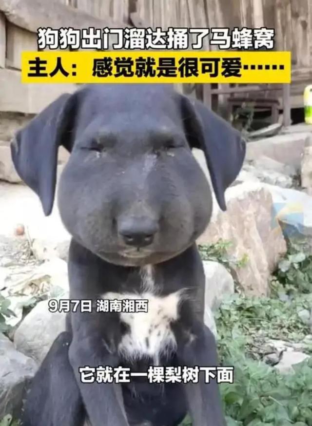 狗狗被蜜蜂蛰，网友表示被蛰成表情包了 