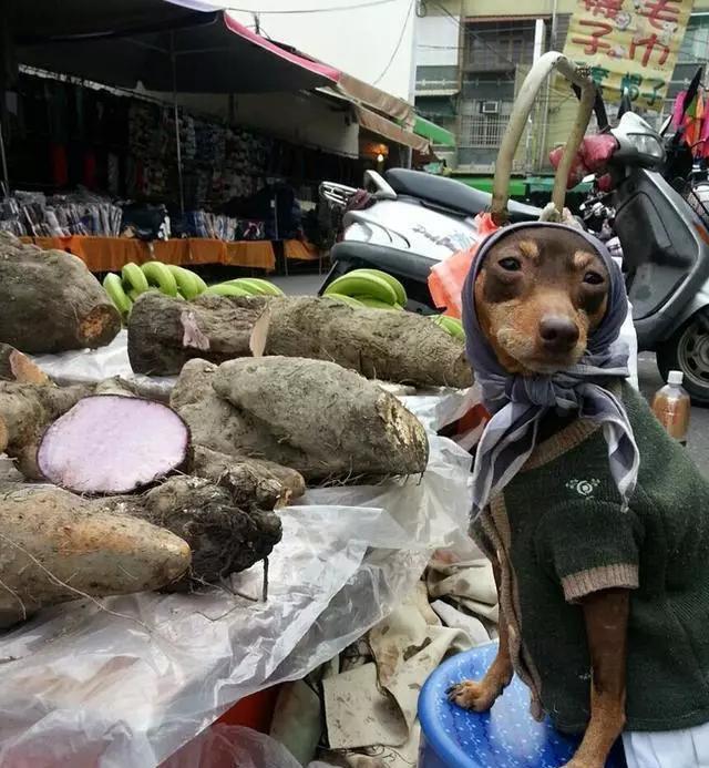 台湾一只狗狗帮主人摆摊卖粽子，竟然成了网红 