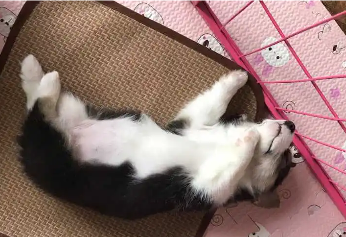 狗狗像人一样躺着睡是为什么？ 
