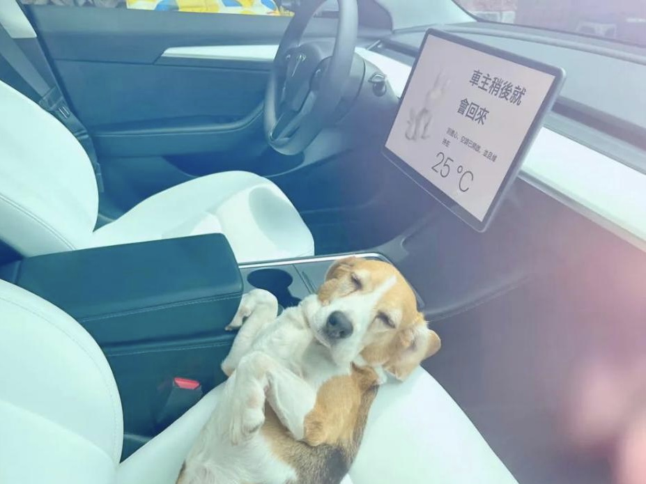 狗狗车内躺倒以为昏迷，刚要破窗，看到留言：误会了 