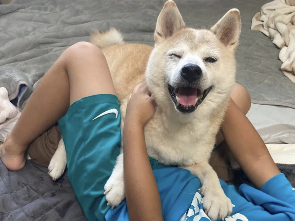 男孩把狗狗写进家庭作业，看到最后一句话 … 感动哭了！ 