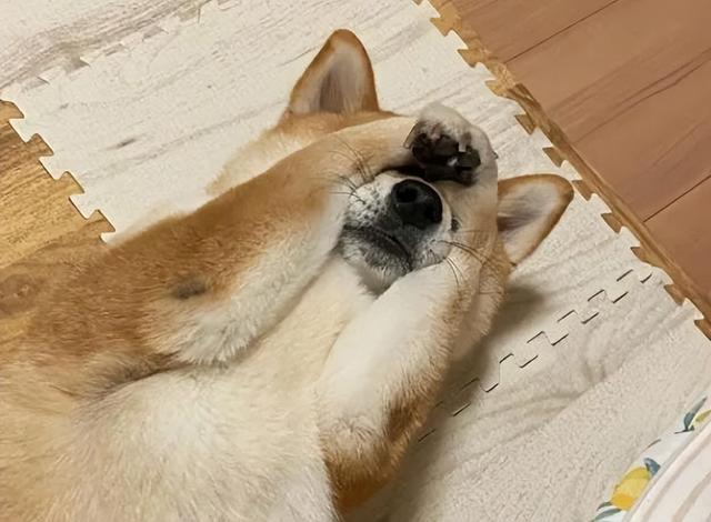 原来狗狗“捂脸睡”，有这些意思！你知道吗？ 